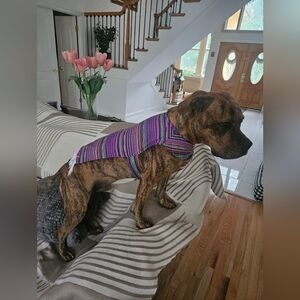 Poncho Dog's HALLOWEEN COSTUME - Multicolor. SZ M